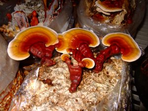 Reishi - Medicinal Mushroom